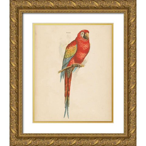 Parrot Study Gold Ornate Wood Framed Art Print with Double Matting by Wild Apple Portfolio