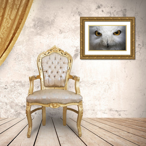 Snowy Owl Stare Gold Ornate Wood Framed Art Print with Double Matting by Larson, Nathan