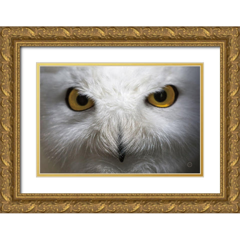 Snowy Owl Stare Gold Ornate Wood Framed Art Print with Double Matting by Larson, Nathan