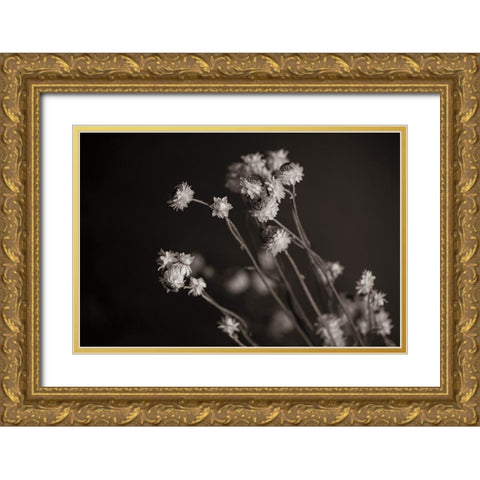 Daisy Study Gold Ornate Wood Framed Art Print with Double Matting by Larson, Nathan