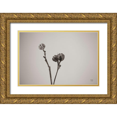 Daylily Pod Study Gold Ornate Wood Framed Art Print with Double Matting by Larson, Nathan