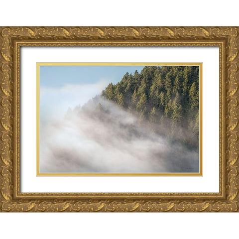 Fog and Forest I Gold Ornate Wood Framed Art Print with Double Matting by Majchrowicz, Alan