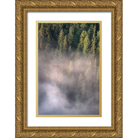 Fog and Forest II Gold Ornate Wood Framed Art Print with Double Matting by Majchrowicz, Alan