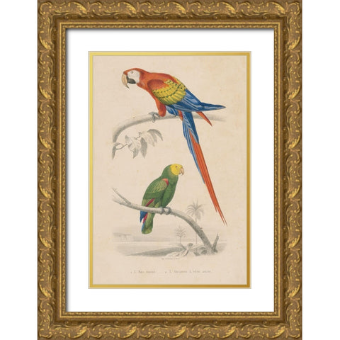 Parrot Study Gold Ornate Wood Framed Art Print with Double Matting by Wild Apple Portfolio