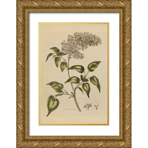 Herbal Botanical I Crop II Gold Ornate Wood Framed Art Print with Double Matting by Wild Apple Portfolio