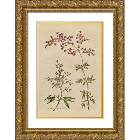 Herbal Botanical I Crop III Gold Ornate Wood Framed Art Print with Double Matting by Wild Apple Portfolio