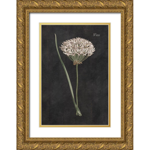 Allium I on Black Gold Ornate Wood Framed Art Print with Double Matting by Wild Apple Portfolio