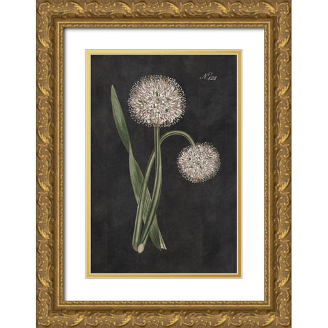 Allium II on Black Gold Ornate Wood Framed Art Print with Double Matting by Wild Apple Portfolio
