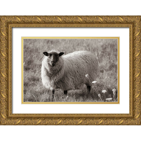 Sepia Sheep Gold Ornate Wood Framed Art Print with Double Matting by Larson, Nathan