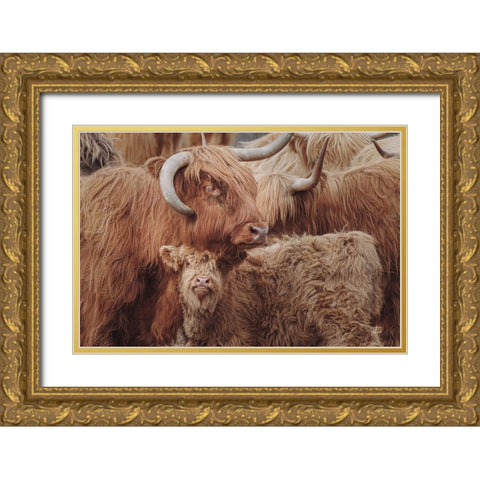 Highland Cow Under Cover Gold Ornate Wood Framed Art Print with Double Matting by Larson, Nathan