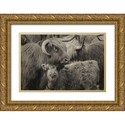 Highland Cow Under Cover Neutral Gold Ornate Wood Framed Art Print with Double Matting by Larson, Nathan