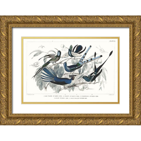 Hummingbirds Chart Providence Gold Ornate Wood Framed Art Print with Double Matting by Wild Apple Portfolio
