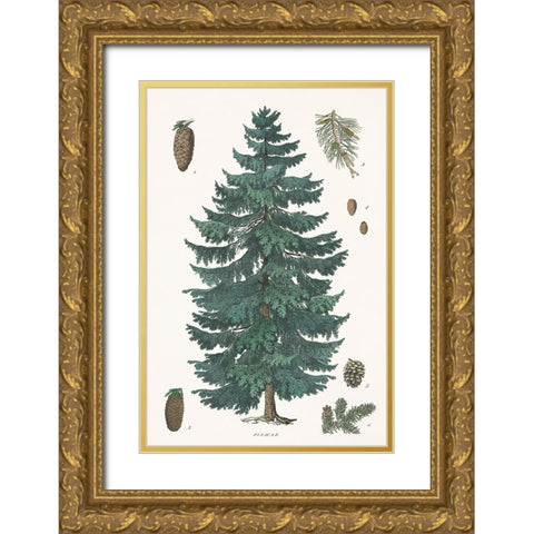 Evergreen Botanical Chart Gold Ornate Wood Framed Art Print with Double Matting by Portfolio, Wild Apple