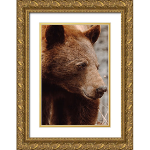 Bear Profile I Gold Ornate Wood Framed Art Print with Double Matting by Larson, Nathan