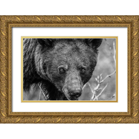 Bear Portrait BW Gold Ornate Wood Framed Art Print with Double Matting by Larson, Nathan