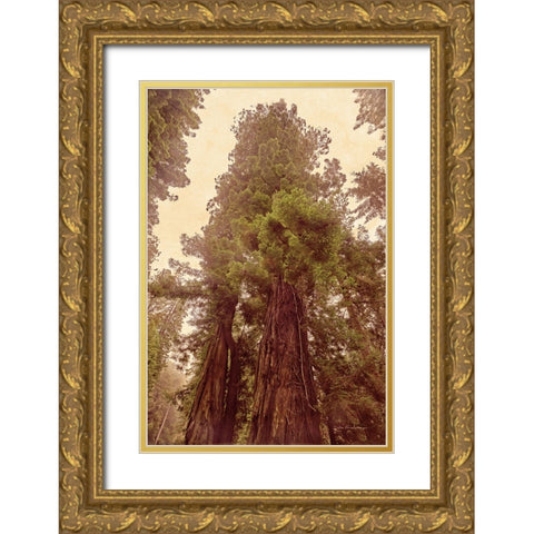 Redwoods II Gold Ornate Wood Framed Art Print with Double Matting by Van Swearingen, Debra