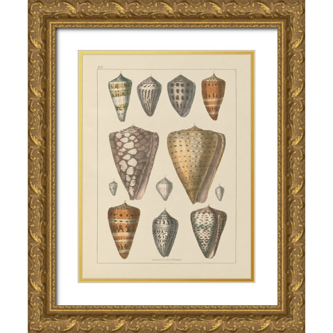 Shell Assorment II v2 Gold Ornate Wood Framed Art Print with Double Matting by Wild Apple Portfolio