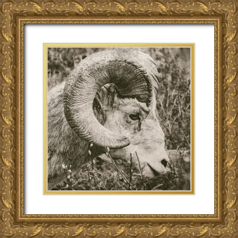 Big Horn Gold Ornate Wood Framed Art Print with Double Matting by Larson, Nathan