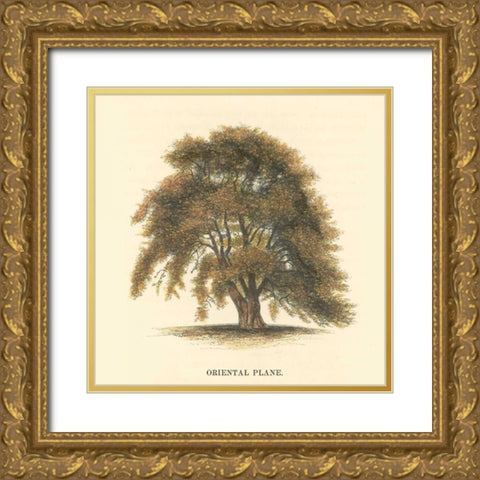 Oriental Plane Gold Ornate Wood Framed Art Print with Double Matting by Williams, Samuel