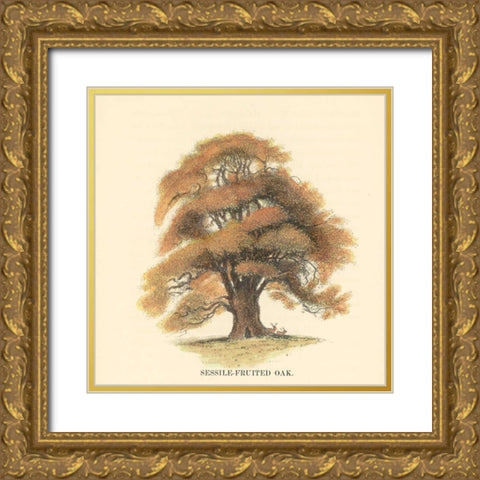 Sessile-Fruited Oak Gold Ornate Wood Framed Art Print with Double Matting by Williams, Samuel