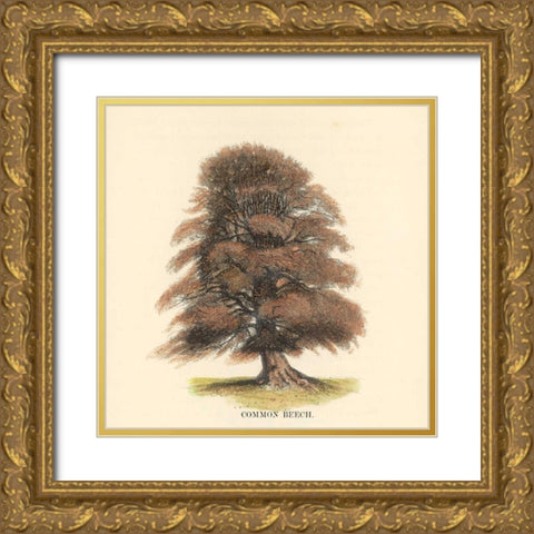 Common Beech Gold Ornate Wood Framed Art Print with Double Matting by Williams, Samuel