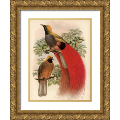 Scarlet Bird of Paradise Gold Ornate Wood Framed Art Print with Double Matting by Reynolds, Alastair