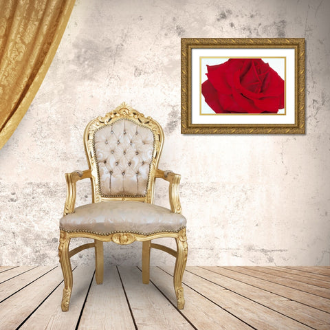 Red Rose Gold Ornate Wood Framed Art Print with Double Matting by Poelstra-Holzhaus, Yvonne