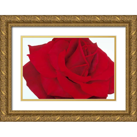 Red Rose Gold Ornate Wood Framed Art Print with Double Matting by Poelstra-Holzhaus, Yvonne