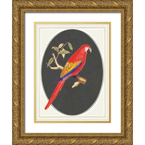 parrot red Gold Ornate Wood Framed Art Print with Double Matting by Waltz, Anne