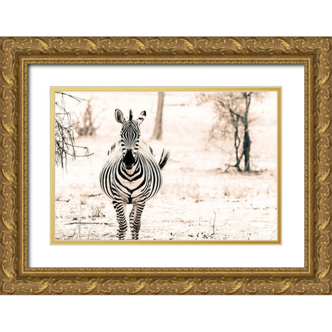 Zebra I Gold Ornate Wood Framed Art Print with Double Matting by Seifinger, Toby