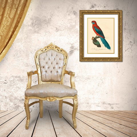 Barraband Parrot, PL 78 Gold Ornate Wood Framed Art Print with Double Matting by Barraband