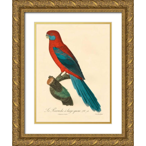 Barraband Parrot, PL 78 Gold Ornate Wood Framed Art Print with Double Matting by Barraband