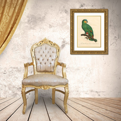 Barraband Parrot, PL 110 Gold Ornate Wood Framed Art Print with Double Matting by Barraband