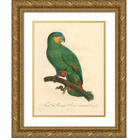 Barraband Parrot, PL 110 Gold Ornate Wood Framed Art Print with Double Matting by Barraband
