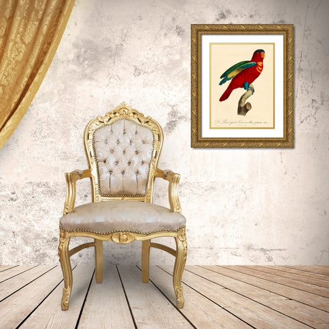 Barraband Parrot, PL 95 Gold Ornate Wood Framed Art Print with Double Matting by Barraband
