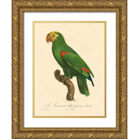 Barraband Parrot, PL 86 Gold Ornate Wood Framed Art Print with Double Matting by Barraband