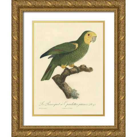 Barraband Parrot, PL 98 Gold Ornate Wood Framed Art Print with Double Matting by Barraband