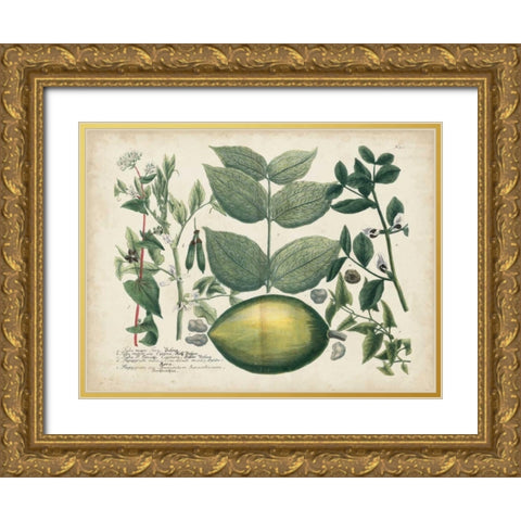 Exotic Weinmann Botanical II Gold Ornate Wood Framed Art Print with Double Matting by Weinmann