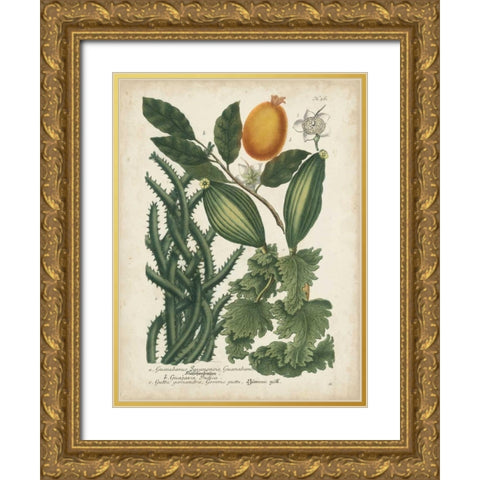 Exotic Weinmann Botanical III Gold Ornate Wood Framed Art Print with Double Matting by Weinmann