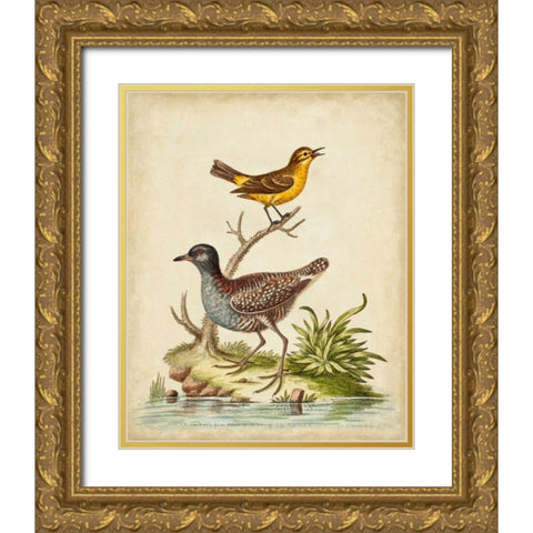 Antique Bird Menagerie II Gold Ornate Wood Framed Art Print with Double Matting by Edwards, George