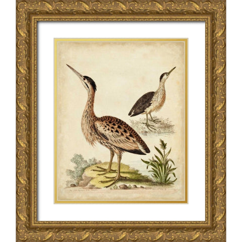 Antique Bird Menagerie III Gold Ornate Wood Framed Art Print with Double Matting by Edwards, George