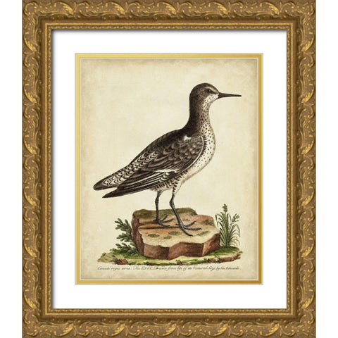 Antique Bird Menagerie V Gold Ornate Wood Framed Art Print with Double Matting by Edwards, George
