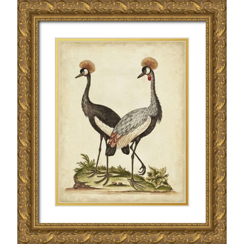 Antique Bird Menagerie VII Gold Ornate Wood Framed Art Print with Double Matting by Edwards, George