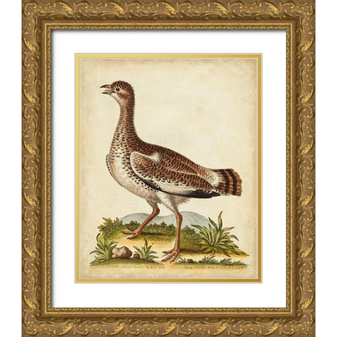 Antique Bird Menagerie X Gold Ornate Wood Framed Art Print with Double Matting by Edwards, George