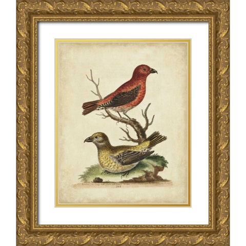 Edwards Cross Bills Gold Ornate Wood Framed Art Print with Double Matting by Edwards, George