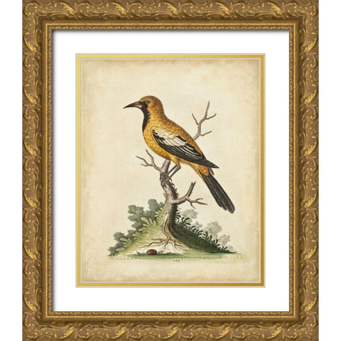 UA CH Edwards Gold Finch Gold Ornate Wood Framed Art Print with Double Matting by Edwards, George