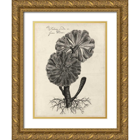 Thornton Succulents II Gold Ornate Wood Framed Art Print with Double Matting by Thornton, Robert J.