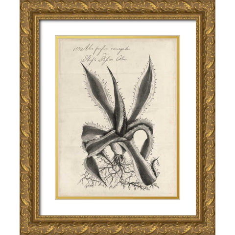 Thornton Succulents III Gold Ornate Wood Framed Art Print with Double Matting by Thornton, Robert J.