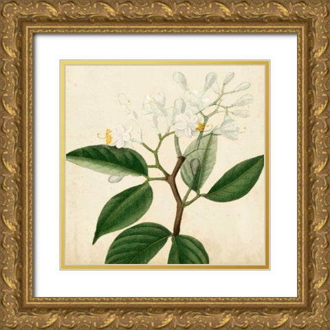 Garden Bounty VI Gold Ornate Wood Framed Art Print with Double Matting by Vision Studio