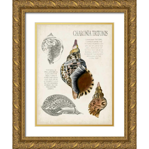 Seashell Field Notes I Gold Ornate Wood Framed Art Print with Double Matting by McCavitt, Naomi